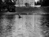 From the Water's Edge
