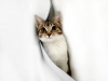 Mischievous Kitten